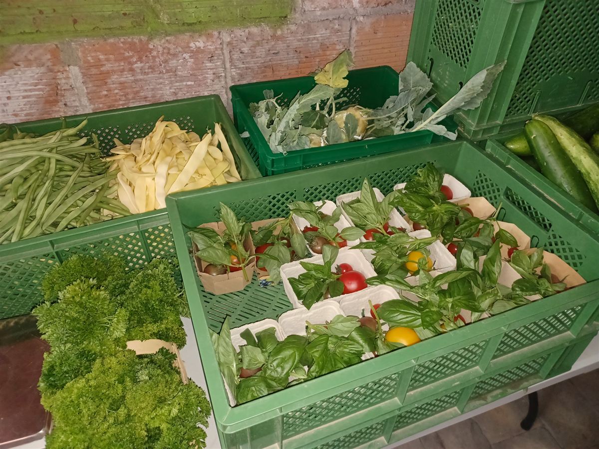 Kisten mit Bohnen, Kohlrabi, Tomaten und Basilikum